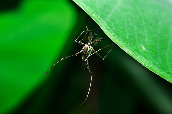 포토 JPG 해외이미지 동물 곤충 태국 자연 사람없음 빛 검은색 고요 내추럴 모기 해외202004 해외포토 아시아 컬러 해충 생태계 파일형식 이미지허브