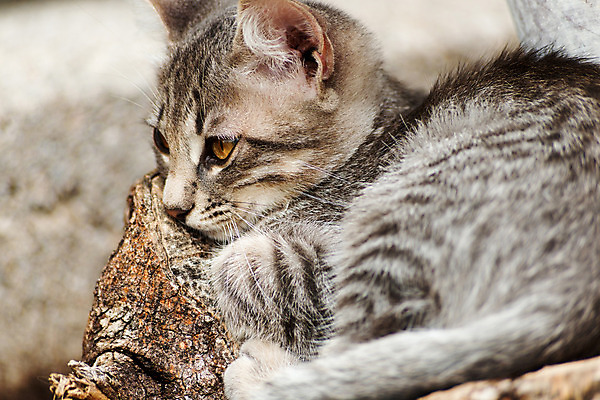 포토 JPG 해외이미지 동물 여유 휴식 사람없음 반려동물 고양이 강아지 얼룩무늬 해외202004 해외포토 감정 컨셉 무늬 포유류 개 파일형식 이미지허브