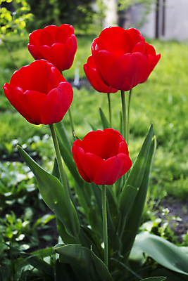 포토 JPG 해외이미지 식물 계절 꽃 문화 줄기 여행 컨셉 잎 전구 자연 사람없음 야외 빨간색 햇빛 태양 봄 튤립 시간 긍정 지역 월 해외202004 해외포토 자연요소 컬러 날짜 생태계 파일형식 이미지허브