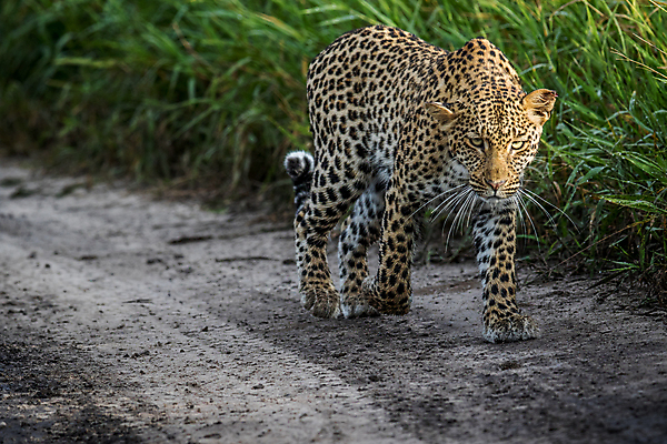 포토 JPG 해외이미지 동물 척추동물 응시 공원 야생동물 여행 포유류 아프리카 자연 친절 털 사람없음 야외 환경 고양이 힘 행성 운전 게임 황무지 보호 위험 큼 모피 심볼 사파리 속도 육식동물 사냥꾼 표범 내추럴 사바나 전국 해외202004 해외포토 직업 시선 공공시설 나라 컨셉 모션 놀이 반려동물 우주 크기 생태계 파일형식 이미지허브