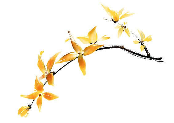 PSD 식물 여러송이 일러스트 캘리그라피 사람없음 노란색 나뭇가지 개나리 국내일러스트 나무 꽃 컬러 다수 파일형식