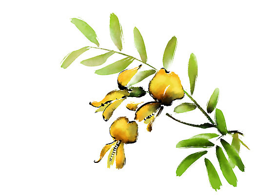 PSD 식물 꽃 잎 일러스트 캘리그라피 사람없음 노란색 세송이 국내일러스트 컬러 3 파일형식