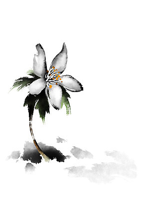 PSD 식물 꽃 한송이 일러스트 캘리그라피 사람없음 흰색 개화 국내일러스트 1 컬러 송이 파일형식