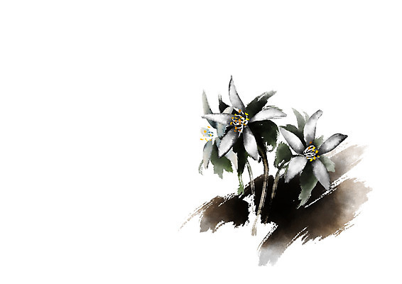 PSD 식물 꽃 일러스트 캘리그라피 사람없음 흰색 개화 세송이 국내일러스트 컬러 3 파일형식