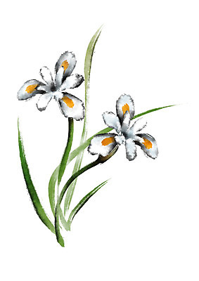 PSD 식물 꽃 잎 일러스트 캘리그라피 사람없음 흰색 풀 개화 두송이 국내일러스트 컬러 2 파일형식