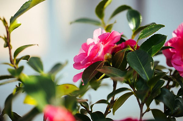 포토 JPG 꽃 분홍색 실내 사람없음 개화 식물원 동백나무 온실 국내포토 나무 식물 컬러 내부 파일형식