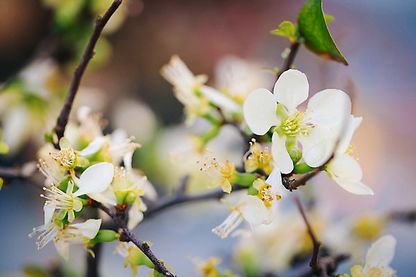 포토 JPG 꽃 여러송이 실내 사람없음 아웃포커스 흰색 나뭇가지 개화 식물원 온실 장수백매 국내포토 나무 식물 컬러 다수 촬영기법 내부 파일형식