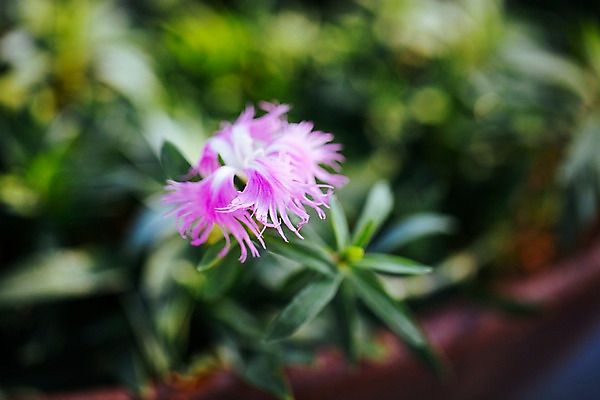 포토 JPG 꽃 분홍색 여러송이 실내 사람없음 아웃포커스 개화 식물원 술패랭이 온실 국내포토 식물 컬러 다수 촬영기법 내부 파일형식