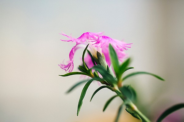 포토 JPG 꽃 분홍색 실내 사람없음 아웃포커스 개화 식물원 세송이 술패랭이 온실 국내포토 식물 컬러 촬영기법 3 내부 파일형식