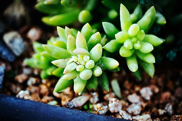 포토 JPG 식물 선인장 실내 사람없음 초록색 식물원 다육식물 온실 국내포토 컬러 내부 파일형식