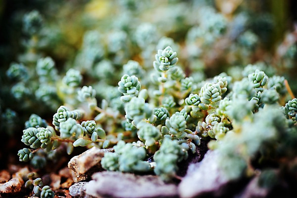 포토 JPG 식물 선인장 실내 사람없음 아웃포커스 초록색 식물원 다육식물 온실 국내포토 컬러 촬영기법 내부 파일형식
