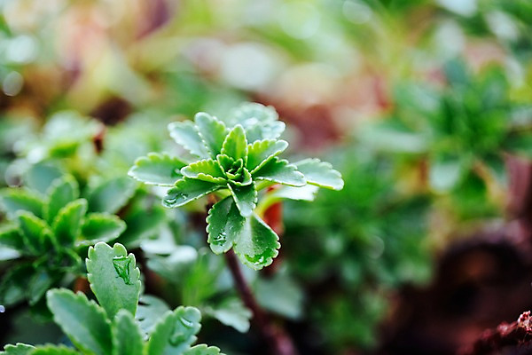 포토 JPG 식물 잎 선인장 실내 사람없음 아웃포커스 초록색 식물원 다육식물 온실 국내포토 컬러 촬영기법 내부 파일형식