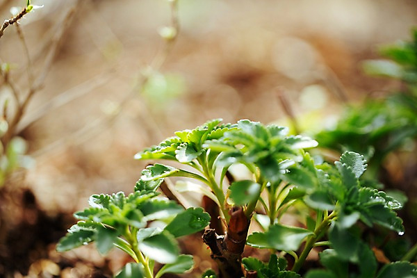 포토 JPG 식물 잎 선인장 실내 사람없음 아웃포커스 초록색 식물원 다육식물 온실 국내포토 컬러 촬영기법 내부 파일형식