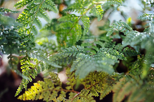 포토 JPG 식물 잎 나뭇잎 실내 사람없음 초록색 식물원 온실 국내포토 컬러 내부 파일형식
