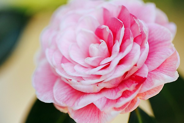 포토 JPG 꽃 분홍색 한송이 실내 근접촬영 사람없음 아웃포커스 개화 식물원 동백 온실 국내포토 식물 1 뷰포인트 컬러 촬영기법 내부 송이 파일형식