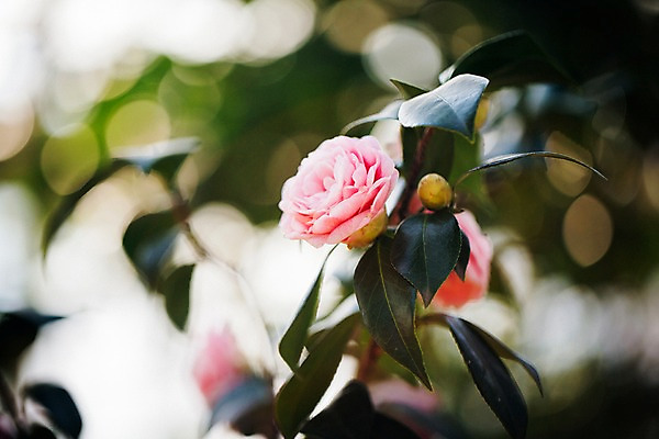 포토 JPG 꽃 분홍색 한송이 나뭇잎 실내 사람없음 아웃포커스 개화 식물원 동백 온실 국내포토 식물 1 컬러 잎 촬영기법 내부 송이 파일형식