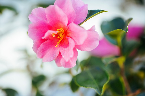 포토 JPG 꽃 분홍색 한송이 나뭇잎 실내 사람없음 아웃포커스 개화 식물원 동백 온실 국내포토 식물 1 컬러 잎 촬영기법 내부 송이 파일형식