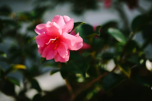 포토 JPG 꽃 분홍색 한송이 나뭇잎 실내 사람없음 아웃포커스 개화 식물원 동백 온실 국내포토 식물 1 컬러 잎 촬영기법 내부 송이 파일형식