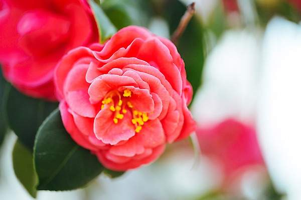 포토 JPG 꽃 한송이 나뭇잎 실내 사람없음 아웃포커스 빨간색 개화 식물원 동백 온실 국내포토 식물 1 컬러 잎 촬영기법 내부 송이 파일형식