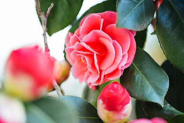 포토 JPG 꽃 나뭇잎 실내 사람없음 아웃포커스 빨간색 개화 꽃봉오리 식물원 세송이 동백 온실 국내포토 식물 컬러 잎 촬영기법 3 내부 파일형식