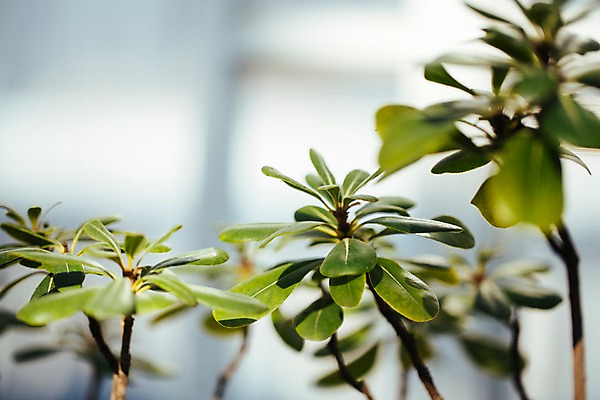 포토 JPG 식물 잎 나뭇잎 실내 사람없음 아웃포커스 초록색 나뭇가지 식물원 온실 국내포토 나무 컬러 촬영기법 내부 파일형식