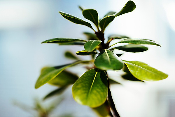 포토 JPG 식물 잎 나뭇잎 실내 사람없음 아웃포커스 초록색 식물원 온실 국내포토 컬러 촬영기법 내부 파일형식