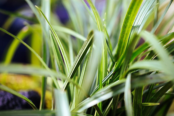 포토 JPG 식물 잎 실내 사람없음 초록색 풀 풀잎 식물원 온실 국내포토 컬러 내부 풀_식물 파일형식