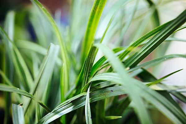 포토 JPG 식물 잎 실내 사람없음 초록색 풀 풀잎 식물원 온실 국내포토 컬러 내부 풀_식물 파일형식