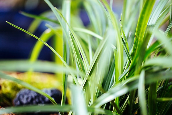 포토 JPG 식물 잎 실내 사람없음 초록색 풀 풀잎 식물원 온실 국내포토 컬러 내부 풀_식물 파일형식