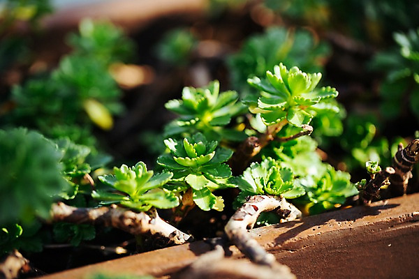 포토 JPG 식물 잎 선인장 실내 사람없음 초록색 나뭇가지 식물원 다육식물 온실 국내포토 나무 컬러 내부 파일형식