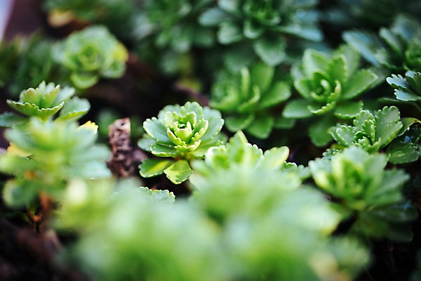 포토 JPG 식물 잎 선인장 실내 사람없음 아웃포커스 초록색 식물원 다육식물 온실 국내포토 컬러 촬영기법 내부 파일형식