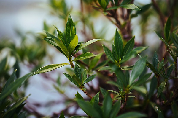 포토 JPG 식물 잎 나뭇잎 실내 사람없음 아웃포커스 초록색 나뭇가지 식물원 온실 국내포토 나무 컬러 촬영기법 내부 파일형식