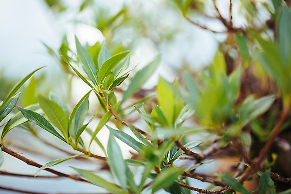 포토 JPG 식물 잎 나뭇잎 실내 사람없음 아웃포커스 초록색 나뭇가지 식물원 온실 국내포토 나무 컬러 촬영기법 내부 파일형식