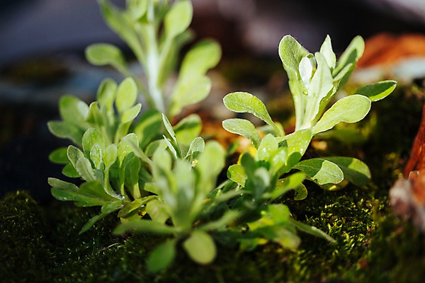 포토 JPG 식물 잎 나뭇잎 실내 사람없음 아웃포커스 초록색 식물원 온실 국내포토 컬러 촬영기법 내부 파일형식