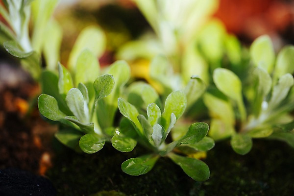 포토 JPG 식물 잎 나뭇잎 실내 사람없음 아웃포커스 초록색 식물원 온실 국내포토 컬러 촬영기법 내부 파일형식