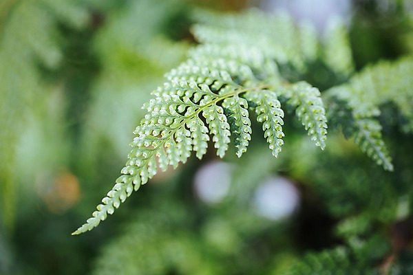 포토 JPG 식물 잎 나뭇잎 실내 사람없음 아웃포커스 초록색 식물원 온실 국내포토 컬러 촬영기법 내부 파일형식