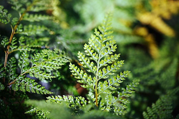 포토 JPG 식물 잎 나뭇잎 실내 사람없음 아웃포커스 초록색 식물원 온실 국내포토 컬러 촬영기법 내부 파일형식