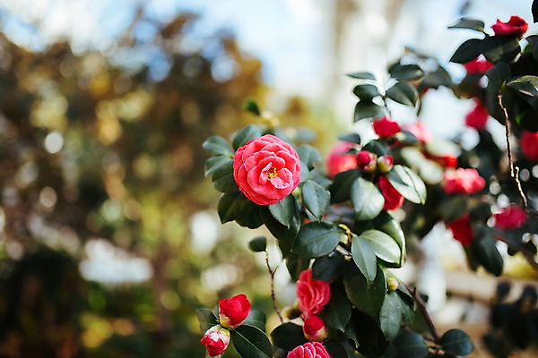 포토 JPG 꽃 여러송이 나뭇잎 실내 사람없음 아웃포커스 빨간색 나뭇가지 개화 식물원 동백 동백나무 온실 국내포토 나무 식물 컬러 다수 잎 촬영기법 내부 파일형식