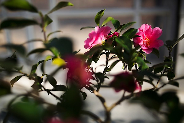 포토 JPG 꽃 분홍색 나뭇잎 실내 사람없음 아웃포커스 나뭇가지 개화 두송이 식물원 동백 동백나무 온실 국내포토 나무 식물 컬러 잎 2 촬영기법 내부 파일형식