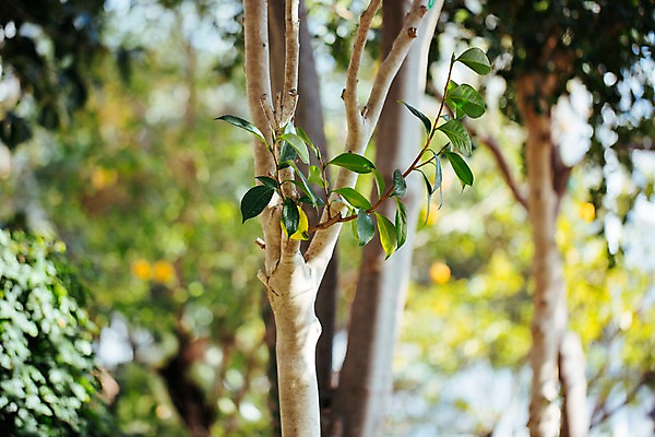 포토 JPG 나무 식물 나뭇잎 실내 여러그루 근접촬영 사람없음 아웃포커스 초록색 나뭇가지 식물원 온실 국내포토 뷰포인트 컬러 다수 잎 촬영기법 내부 파일형식