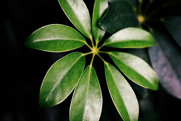 포토 JPG 식물 잎 나뭇잎 실내 사람없음 초록색 식물원 야자수잎 온실 국내포토 컬러 내부 파일형식