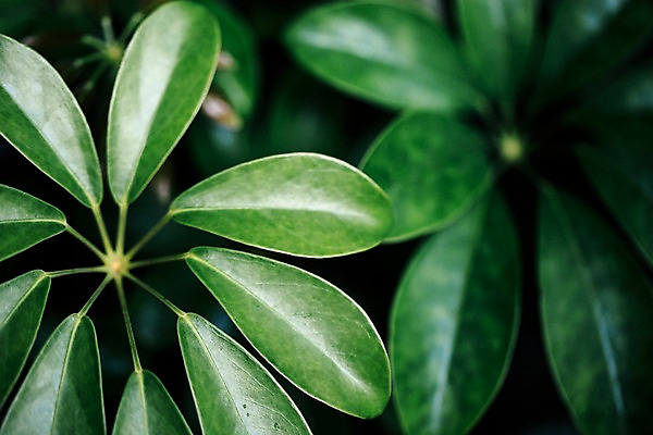 포토 JPG 식물 잎 나뭇잎 실내 사람없음 아웃포커스 초록색 식물원 야자수잎 온실 국내포토 컬러 촬영기법 내부 파일형식