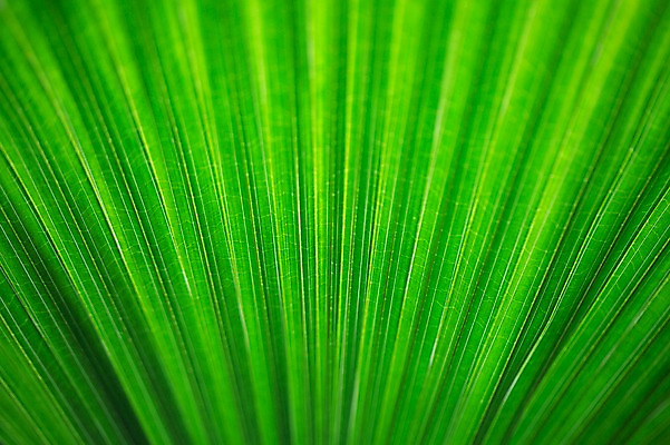 포토 JPG 식물 잎 나뭇잎 실내 근접촬영 사람없음 초록색 식물원 잎맥 온실 국내포토 뷰포인트 컬러 내부 파일형식