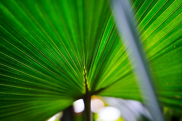포토 JPG 식물 잎 나뭇잎 실내 사람없음 초록색 식물원 잎맥 온실 국내포토 컬러 내부 파일형식