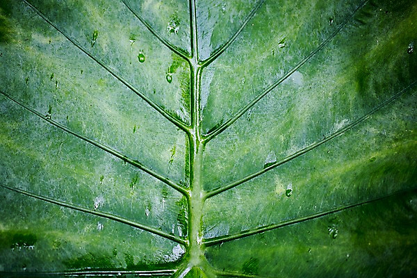 포토 JPG 식물 잎 나뭇잎 실내 근접촬영 사람없음 초록색 물방울 이슬 식물원 잎맥 야자수잎 온실 국내포토 뷰포인트 컬러 내부 파일형식