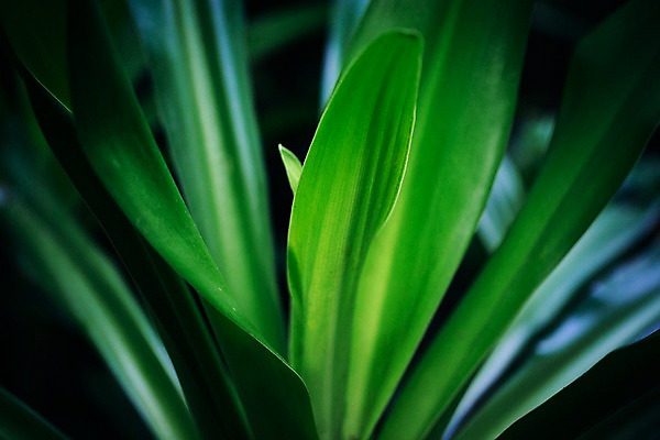 포토 JPG 식물 잎 나뭇잎 실내 사람없음 초록색 식물원 비네팅 온실 공손수 국내포토 컬러 촬영기법 내부 파일형식