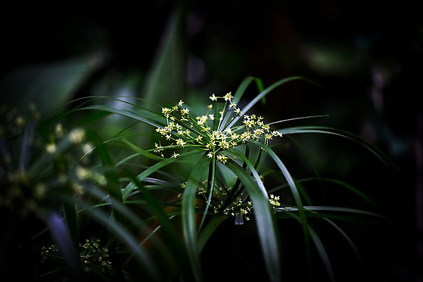 포토 JPG 식물 꽃 여러송이 잎 실내 사람없음 흰색 풀잎 식물원 비네팅 온실 파피루스 국내포토 컬러 다수 촬영기법 내부 풀_식물 파일형식