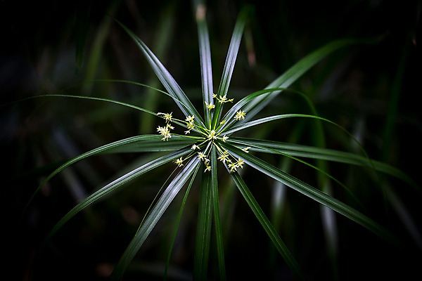 포토 JPG 식물 꽃 여러송이 잎 실내 사람없음 흰색 풀잎 식물원 비네팅 온실 파피루스 국내포토 컬러 다수 촬영기법 내부 풀_식물 파일형식
