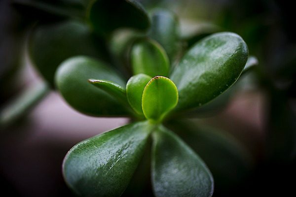 포토 JPG 식물 잎 선인장 실내 사람없음 아웃포커스 초록색 식물원 비네팅 다육식물 온실 국내포토 컬러 촬영기법 내부 파일형식