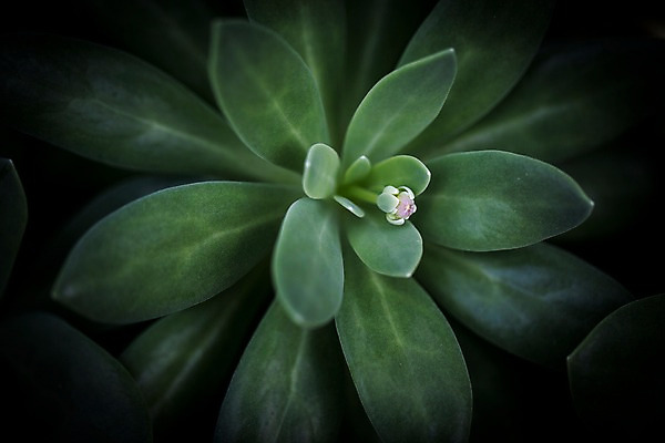 포토 JPG 식물 꽃 잎 한송이 실내 사람없음 초록색 꽃봉오리 식물원 비네팅 온실 하워디아하시와타 국내포토 1 컬러 촬영기법 내부 송이 관엽식물 파일형식